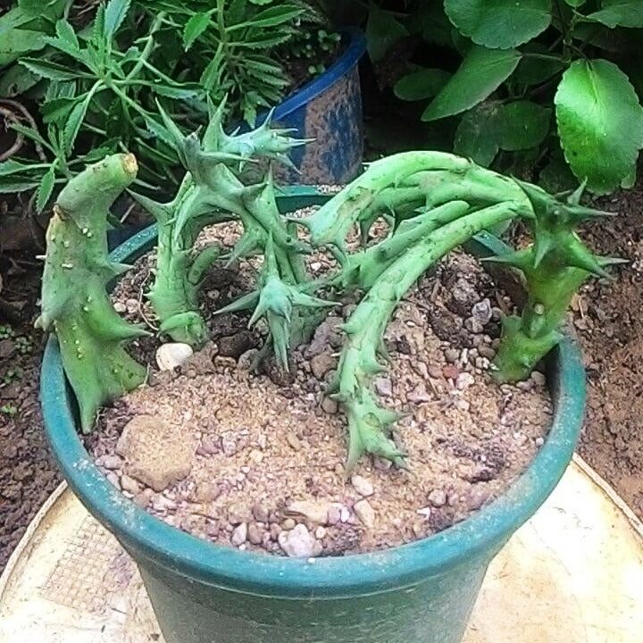 Orbea Dummeri Succulent Plant - myBageecha