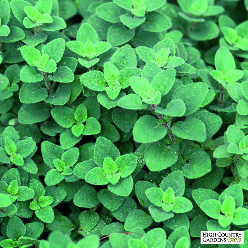 Oregano Origanum Vulgare Plant - myBageecha