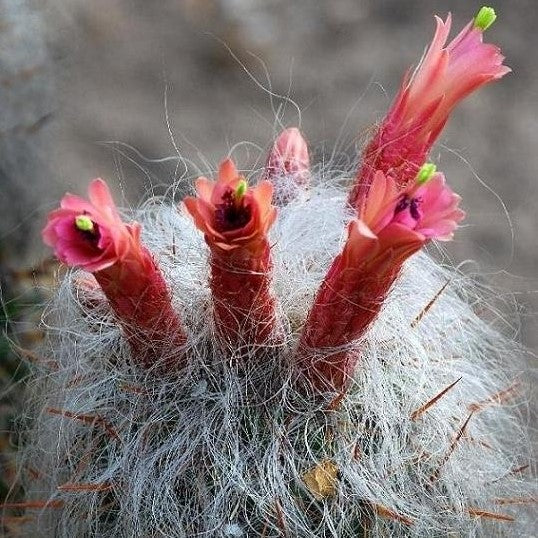 Oreocereus Celsinious Cactus Plant - myBageecha