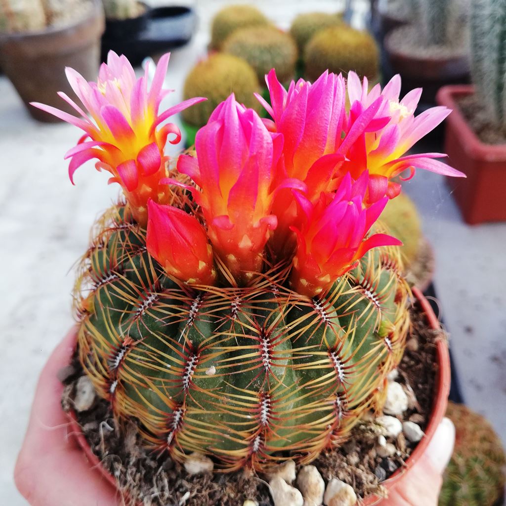 Oroya Neoperuviana Cactus Plant - myBageecha