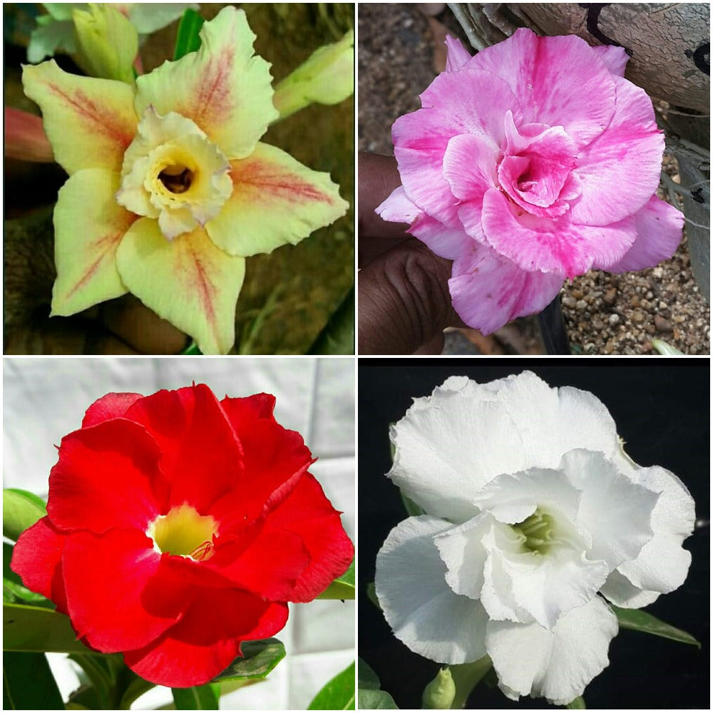 Assorted Adeniums Burnt Cinnamon+Double Celona+Fire Plum+Snowy Flurry (Pack of 4) - myBageecha