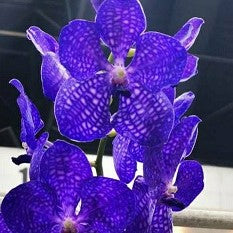 Pakchong blue - myBageecha