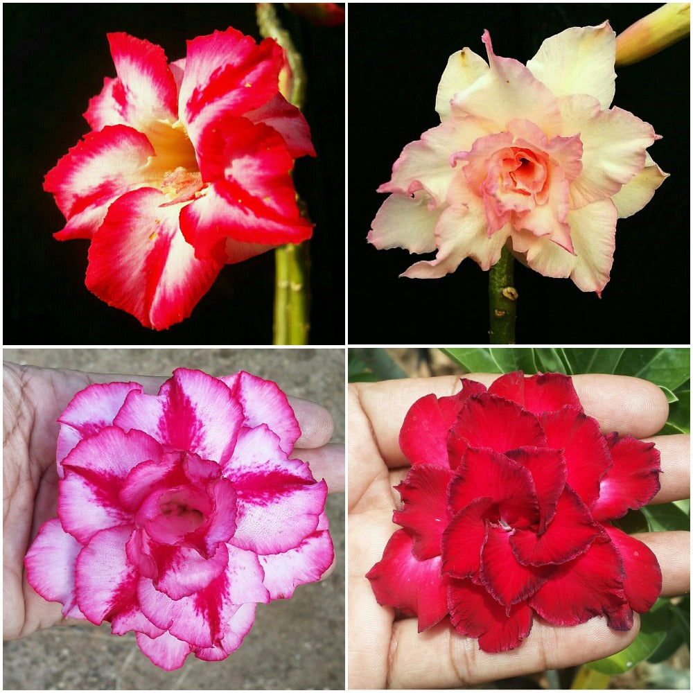 Assorted Adeniums Carmine Stripe+Majestic Volcano+Rosy Spiral+Miss Moscow (Pack of 4) - myBageecha
