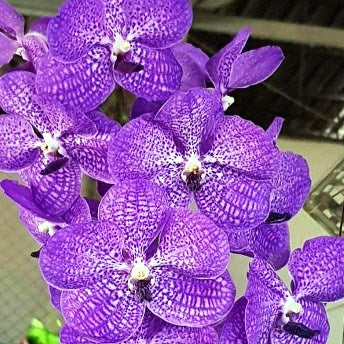 Pakpanang Blue - myBageecha