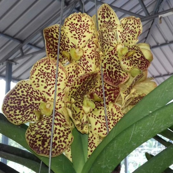 Pathom Gold 'Yellow Spot' - myBageecha