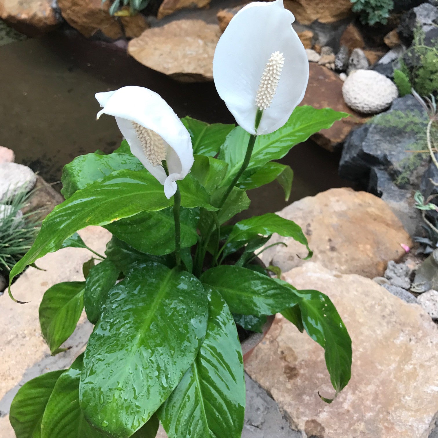 peace lily indoor plants Peace Lily Petite Plant