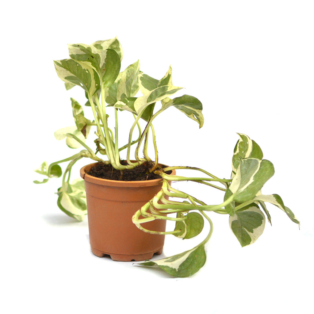 pothos pearls and jade care Buy Pothos Pearls & Jade Variegated Indoor Vine