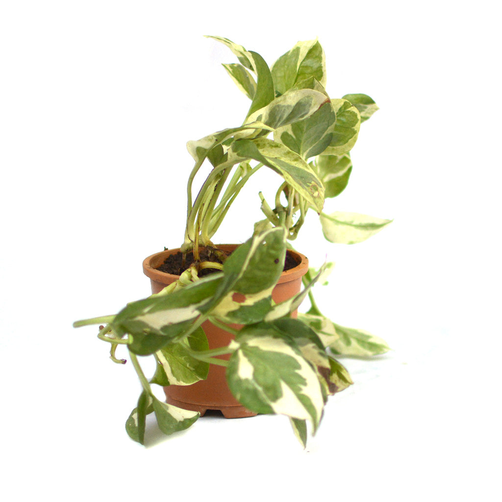 Pothos Pearls and Jade Money Plant - myBageecha
