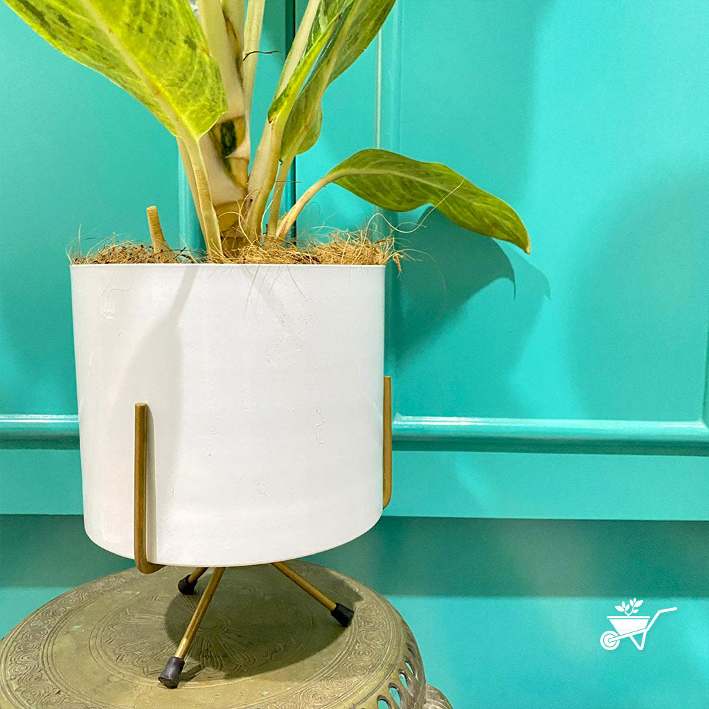 Pearl White Metal Pot with Stand - myBageecha
