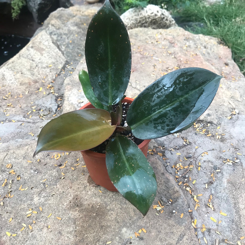 Philodendron Black Cardinal