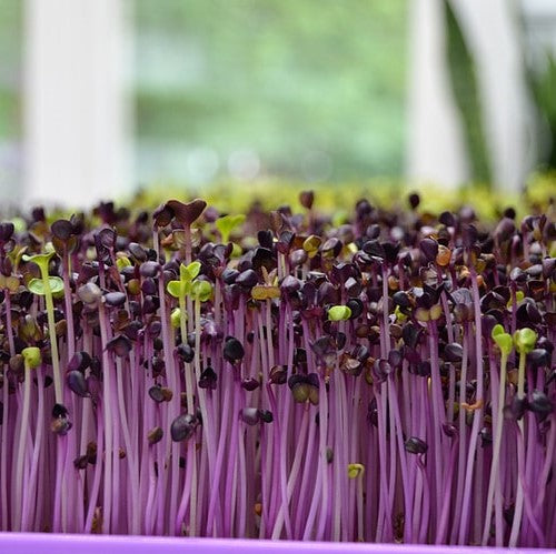 Purple basil microgreens, All Season harvest - myBageecha