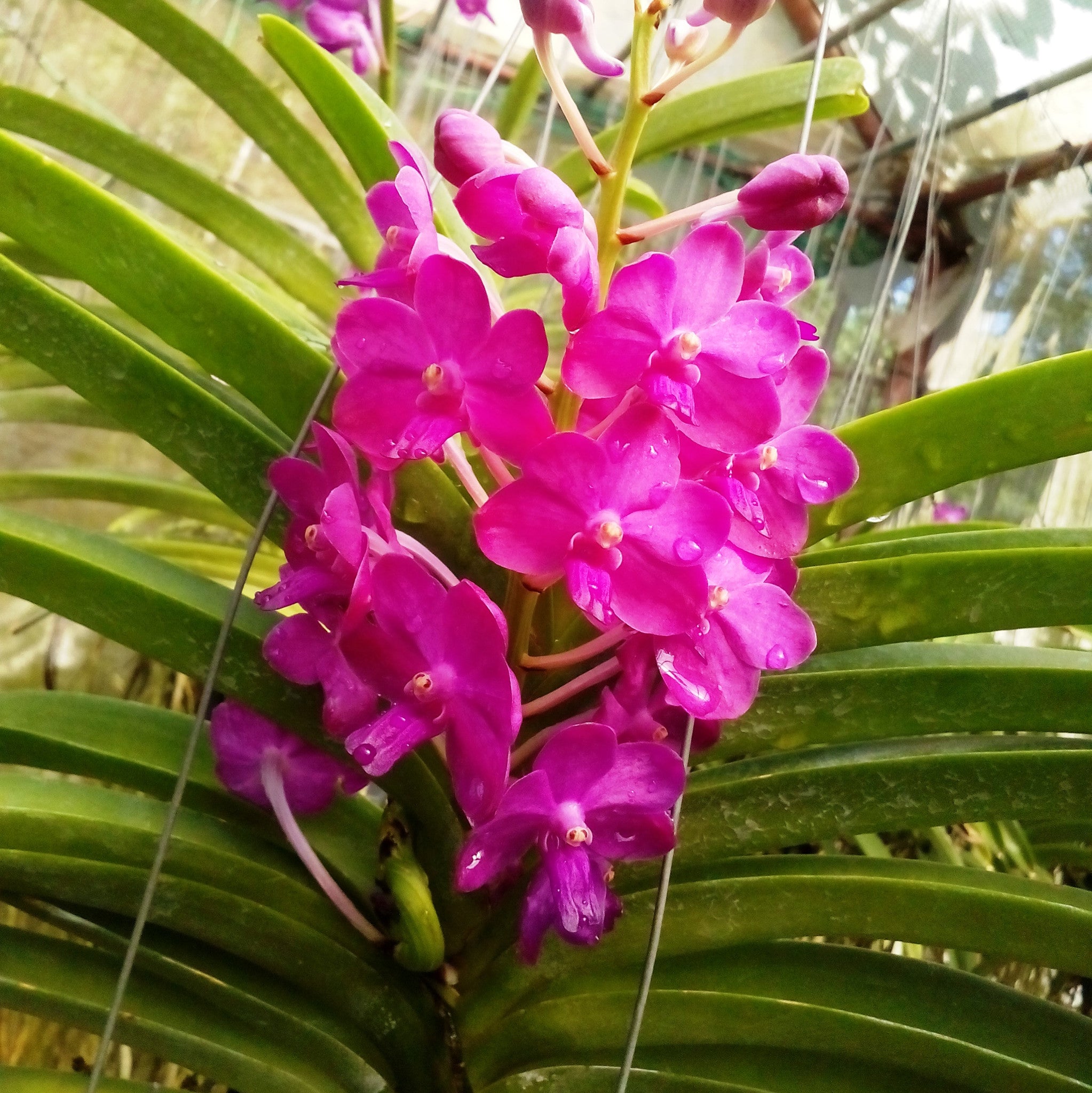 Pine River Pink Plants myBageecha - myBageecha