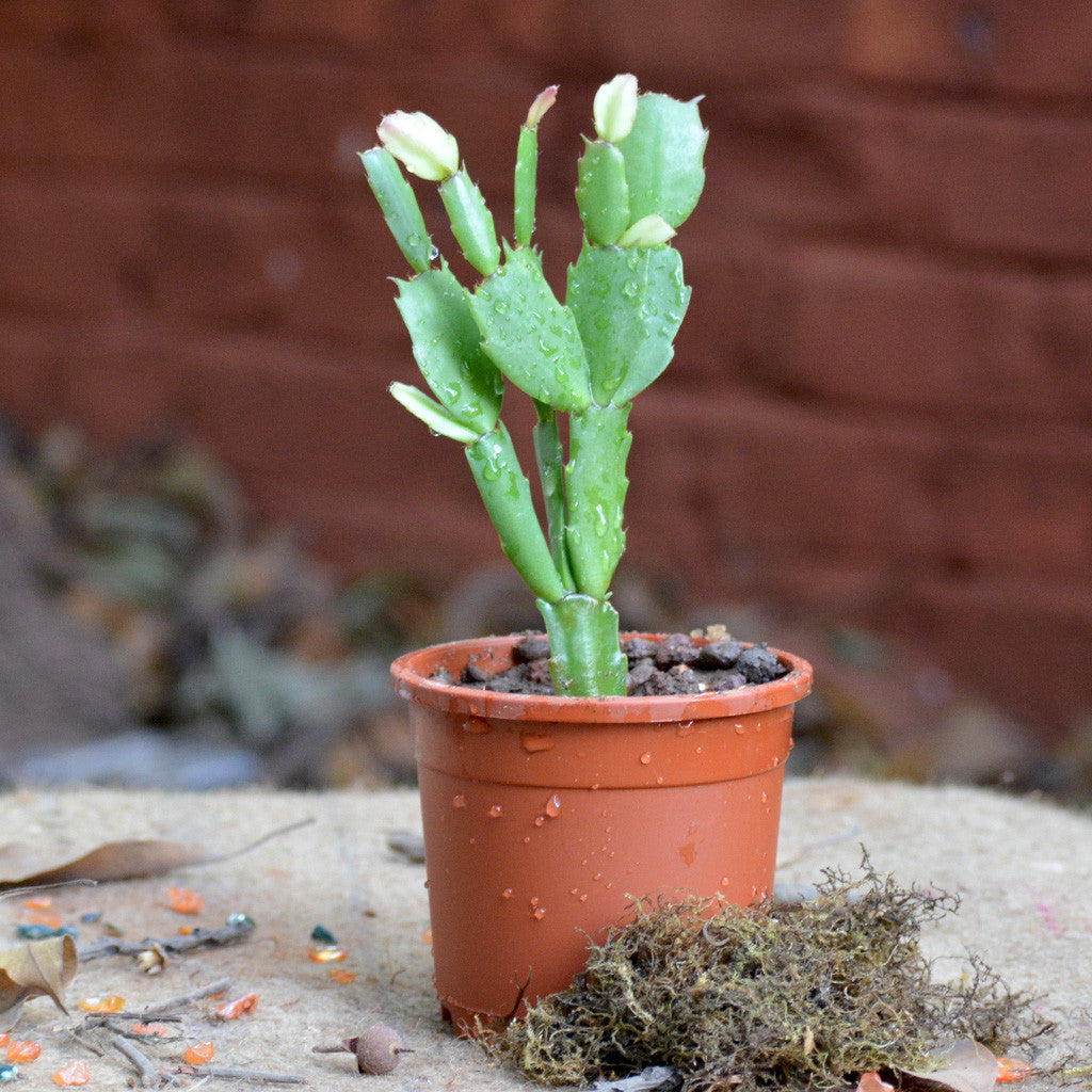 Pink Easter Cactus Plants MYBG-FLOWeecha - MYBG-FLOWeecha