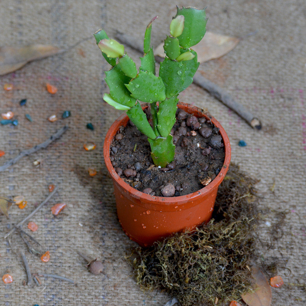 Pink Easter Cactus Plants MYBG-FLOWeecha - MYBG-FLOWeecha