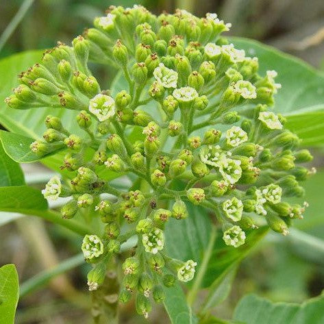 Pisonia grandis - Keeramaran - myBageecha