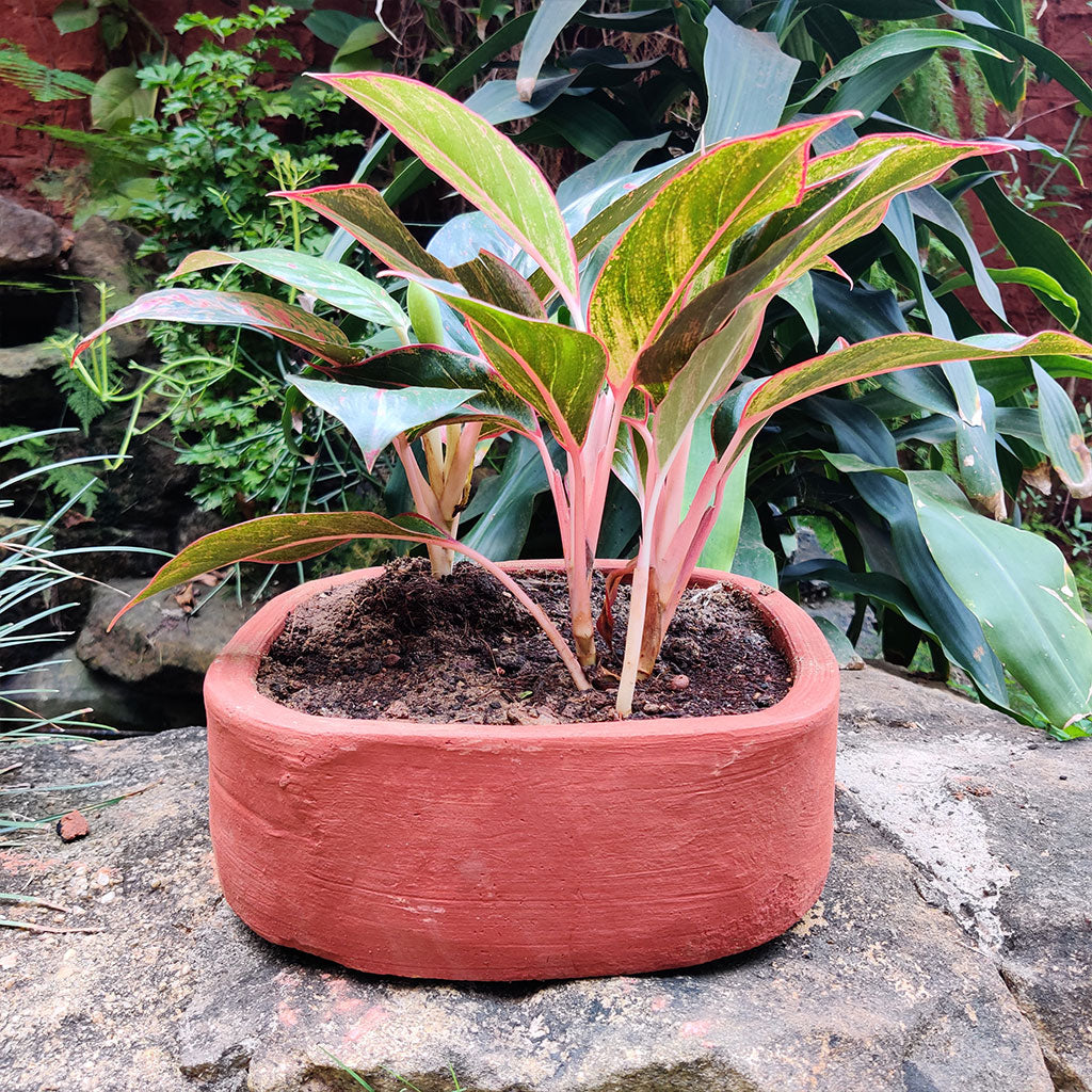 Set of 2 Plain Rectangular Rounded Edged Terracotta Pot front view – myBageecha