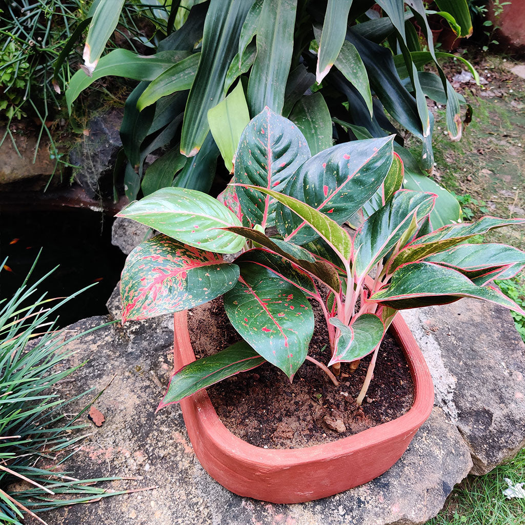 Set of 2 Plain Rectangular Rounded Edged Terracotta Pot close view – myBageecha