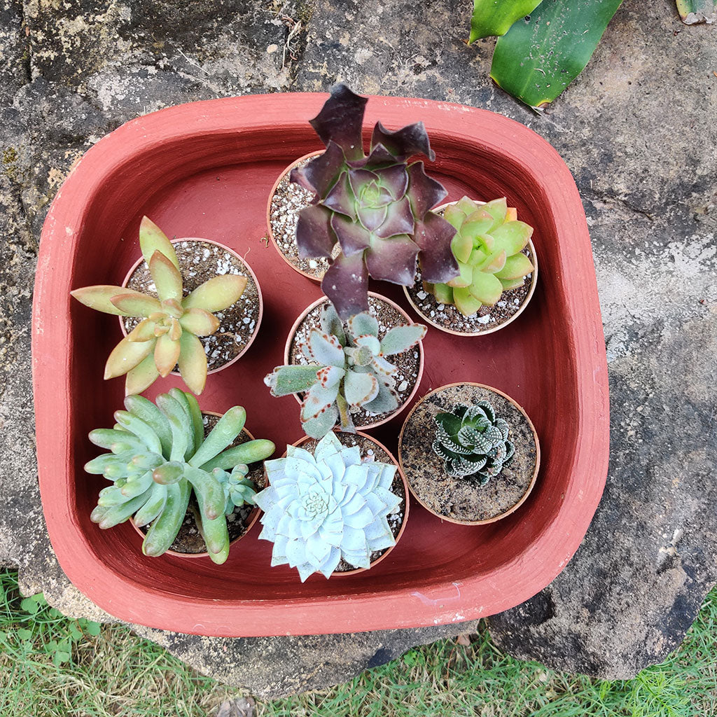 Set of 2 Plain Rectangular Rounded Edged Terracotta Pot top close view – myBageecha