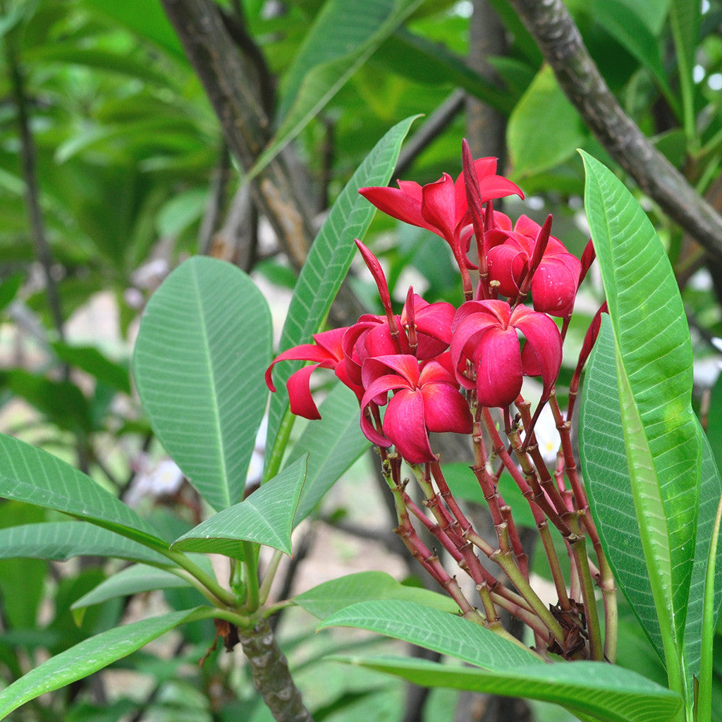 Plumeria Rubra 'Scarlet Knight' Plants myBageecha - myBageecha