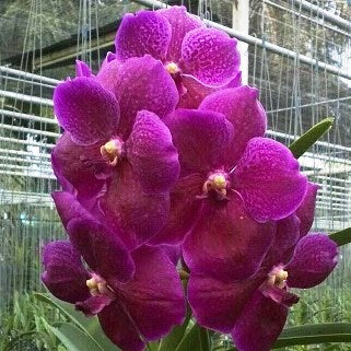 Pompimol X Bitz Hearthroab - myBageecha