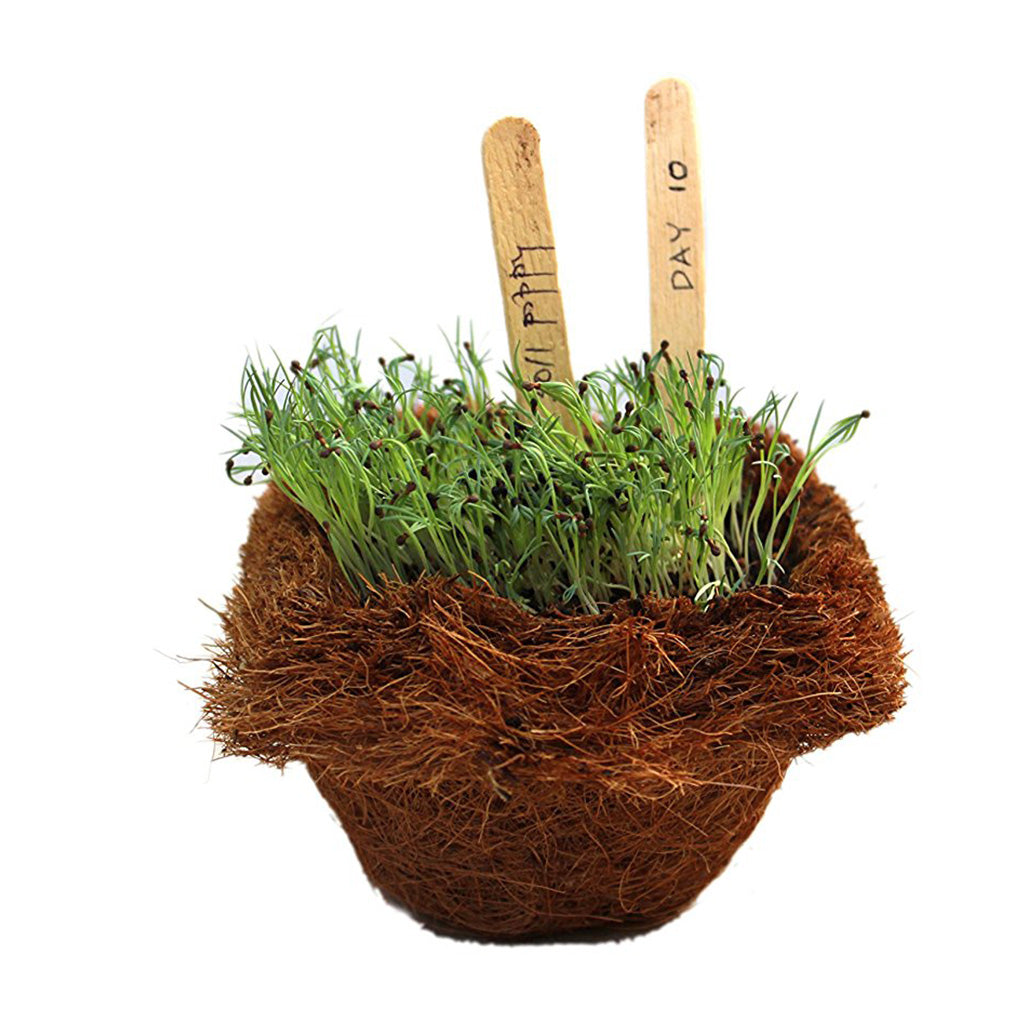Ready To Grow Kits - Poppy (Small) - myBageecha