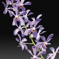 Ramasamyara blue - myBageecha