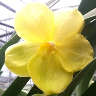 Renu Gold X Butterfly - myBageecha