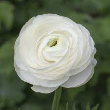 Ranunculus White Bulbs – Pure White Double Spring Blooms