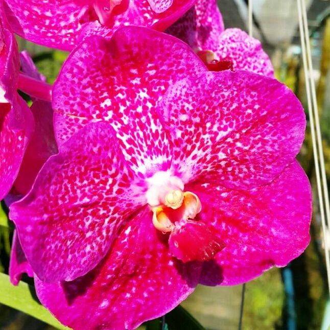 Rachapuri Charming - myBageecha