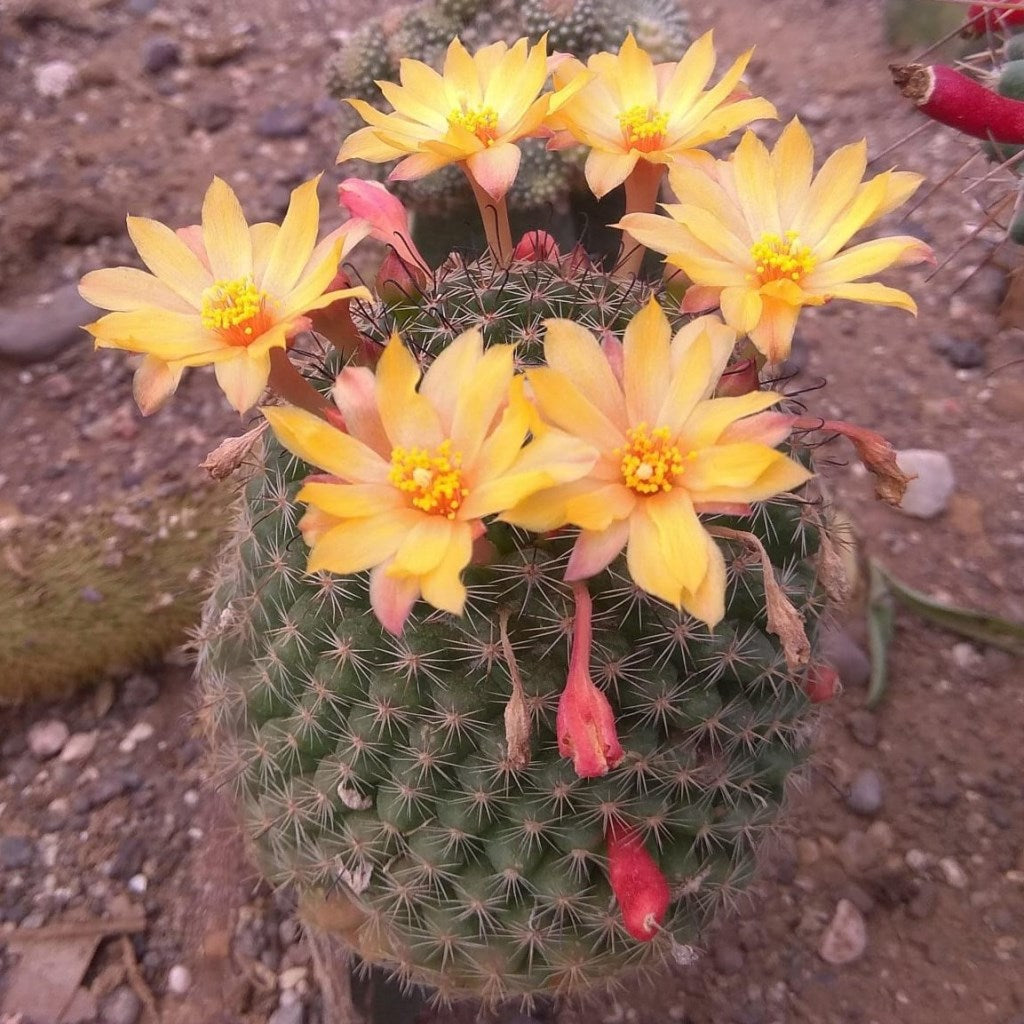 Rebutia Arenacea Globular Cactus Plant Online