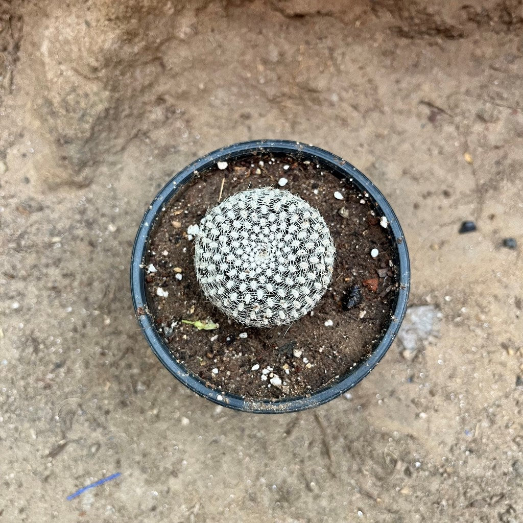 Rebutia Arenacea Cactus Plant - myBageecha