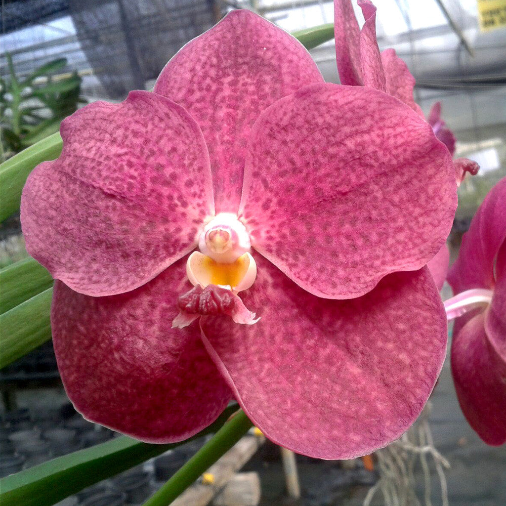 Red Maroon Plants myBageecha - myBageecha