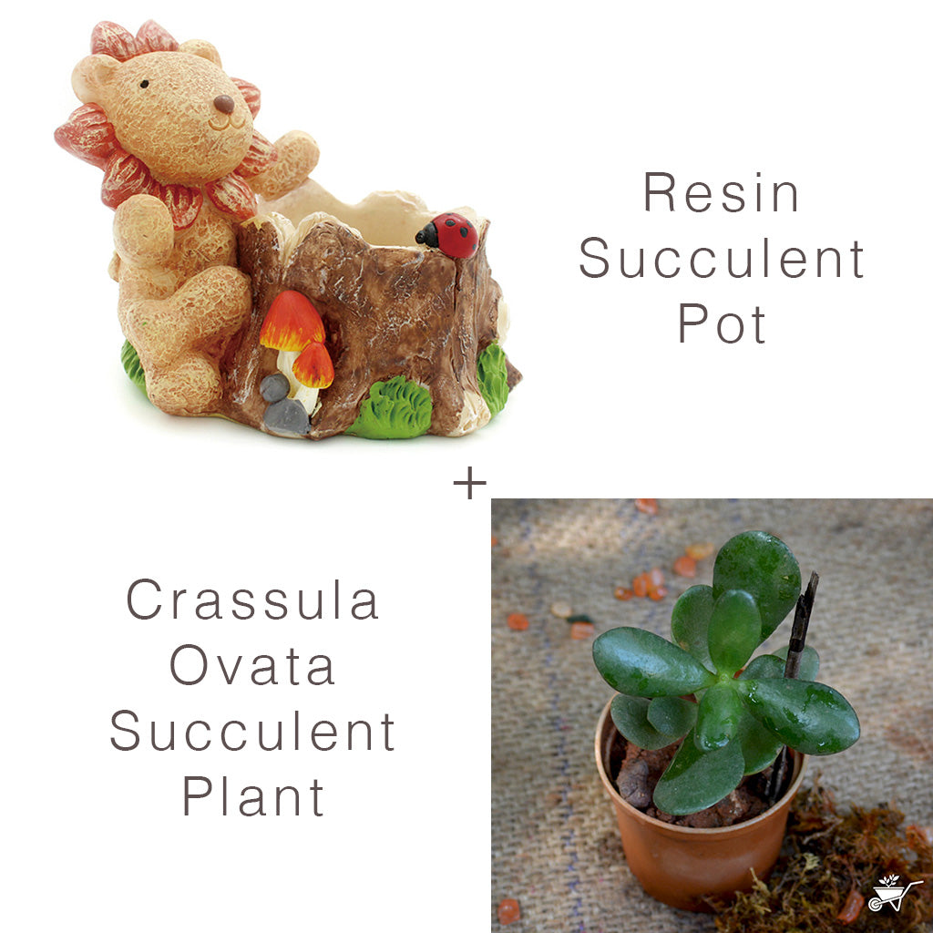 Set of Cute Lion Succulent Pot & Crassula Plant - myBageecha
