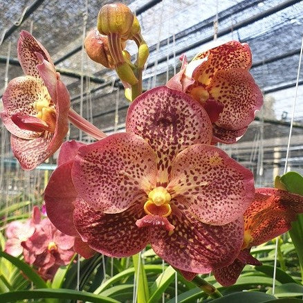 Ruju Roj - myBageecha