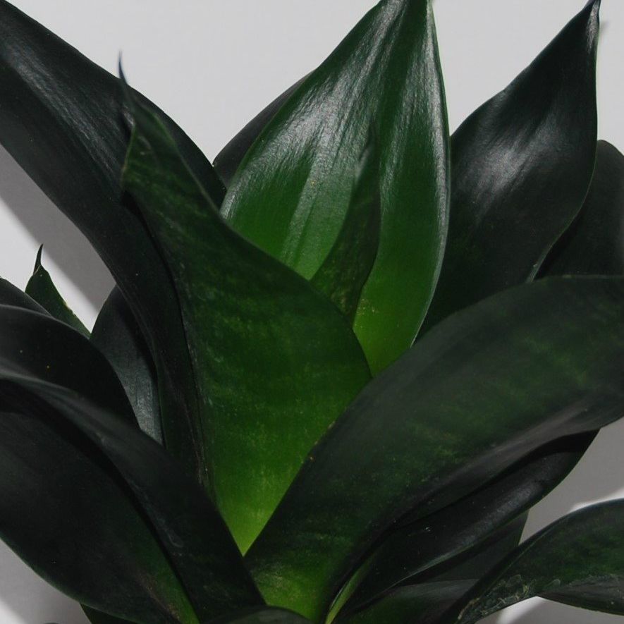 black dragon snake plant care Sansevieria Black Dragon Decorative Foliage Plant