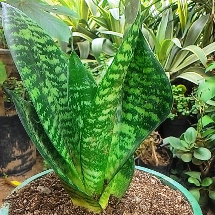 sansevieria trifasciata zeylanica Sansevieria Zeylanica Upright Decorative Plant
