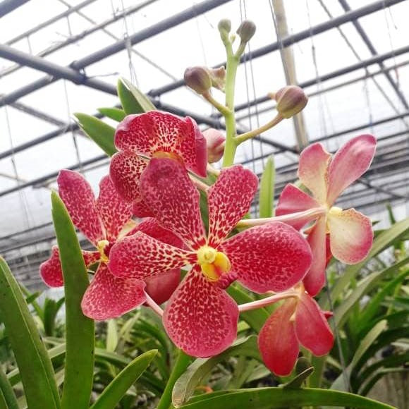 Dr.Anek X Sayan - myBageecha