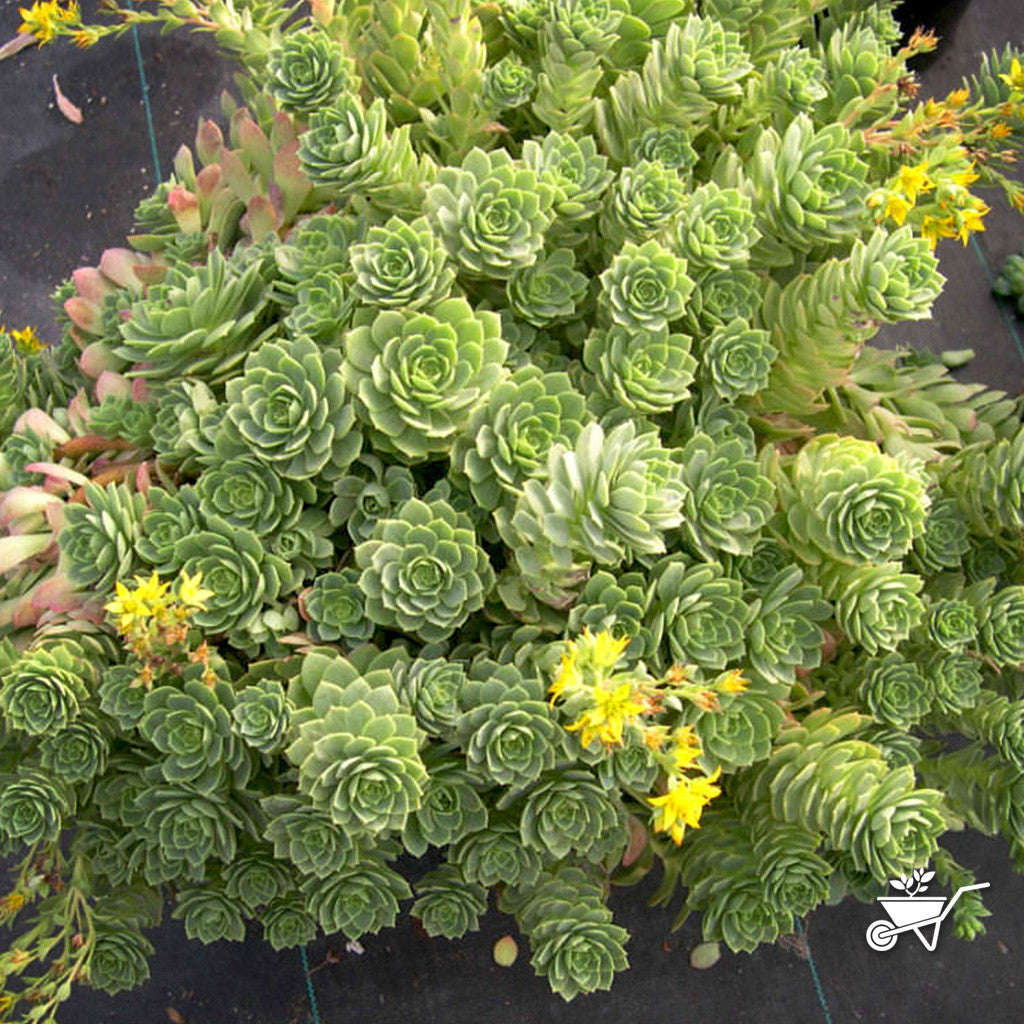 Sedeveria Green Rose Plants myBageecha - myBageecha