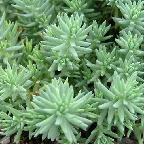 Sedum reflexum Blue Spruce Plants myBageecha - myBageecha