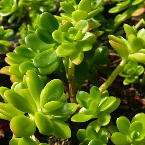 Sedum Confusum Green Plants myBageecha - myBageecha
