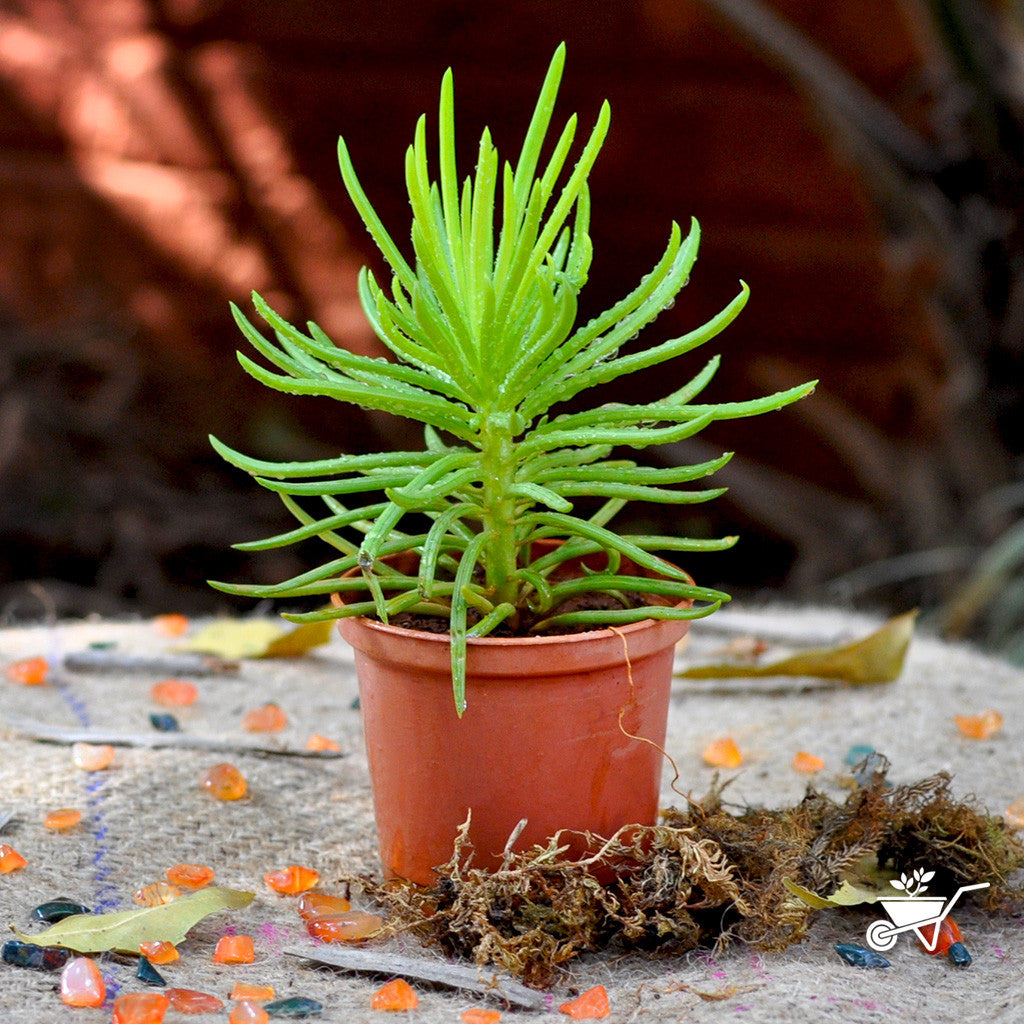 Sedum reflexum- Rocky stonecrop Plants myBageecha - myBageecha