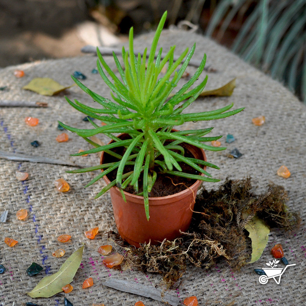Sedum reflexum- Rocky stonecrop Plants myBageecha - myBageecha
