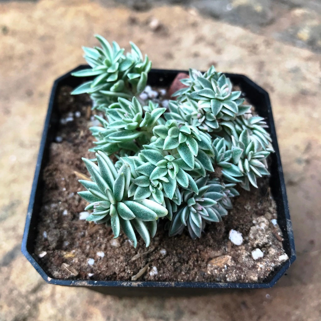 Sedum Lineare Variegatum Succulent Plant - myBageecha
