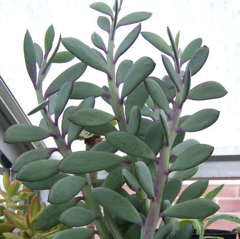 Senecio Crassissimus Succulent Plant - myBageecha