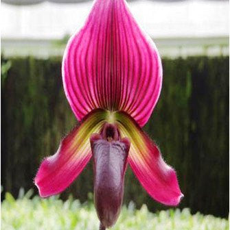 Shun-Ying Apple X Ruby Leopard Plants myBageecha - myBageecha