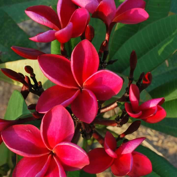 Plumeria Siam Red Champa Plant - myBageecha