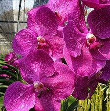 Siripon Pink X Bitz Hearthroab - myBageecha