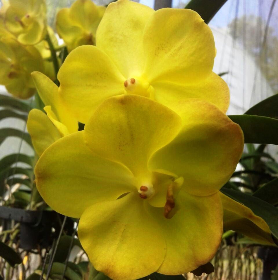 Siriwan - myBageecha