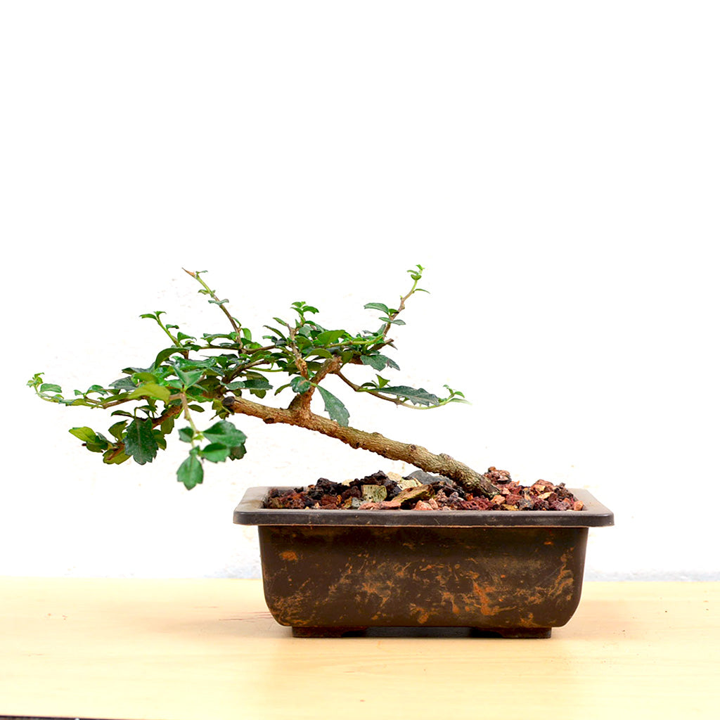 slanting bonsai tree Bonsai Slanting Carmona – Flowering White Bloom Bonsai