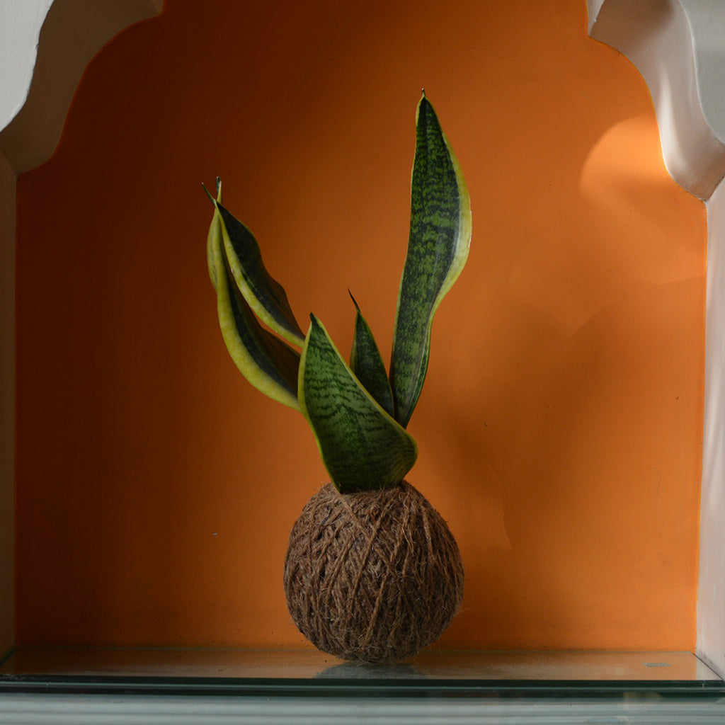 Kokedama Moss Ball Sansevieria Futura Superba Plant - myBageecha